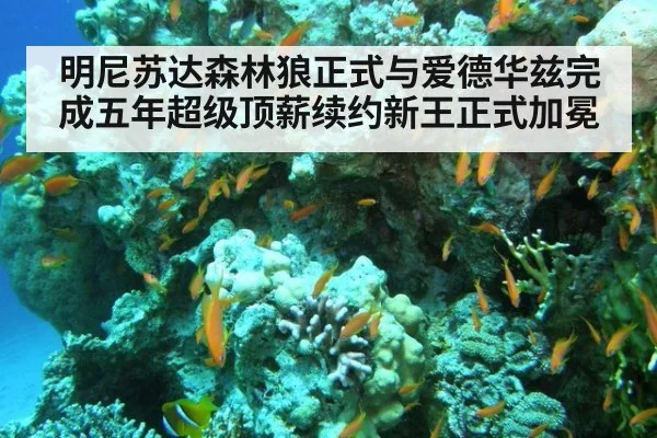 明尼苏达森林狼正式与爱德华兹完成五年超级顶薪续约新王正式加冕
